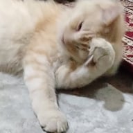اسيل