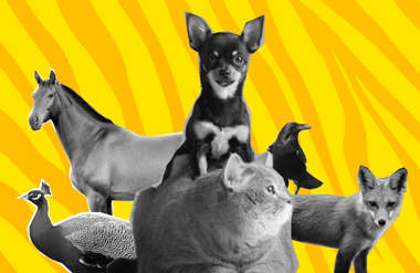 What Is My Spirit Animal Quiz?