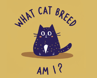 What Cat Breed Am I?