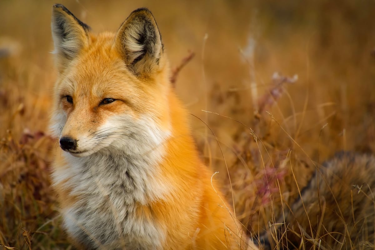 What Is My Spirit Animal Quiz? | Fox | https://quizpie.com