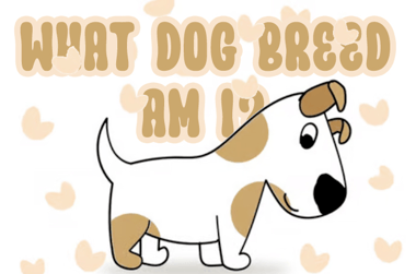 what dog breed am i