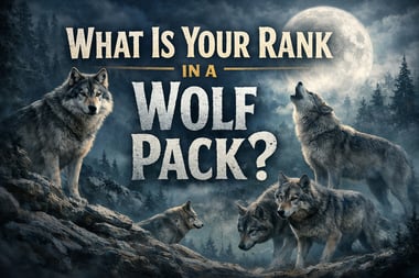 wolf pack