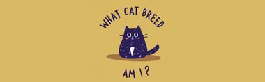 what is my cat breed